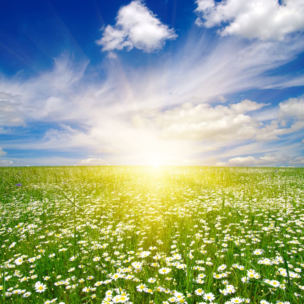 A vast field of blooming daisies stretches toward the horizon under a bright blue sky dotted with fluffy white clouds. The sun is low, creating a beautiful, glowing effect on the horizon and casting warm light over the scene.