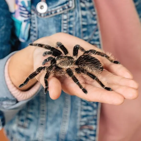 53 FearOfSpidersRollover